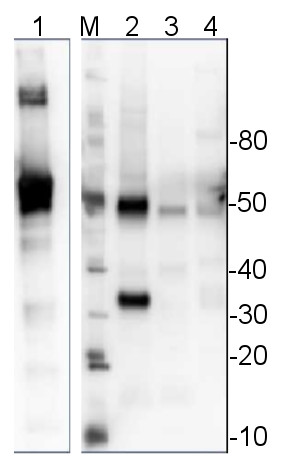 western blot using anti-UAGPase antibodies